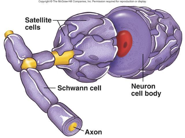axon to form myelin sheath Satellite cells