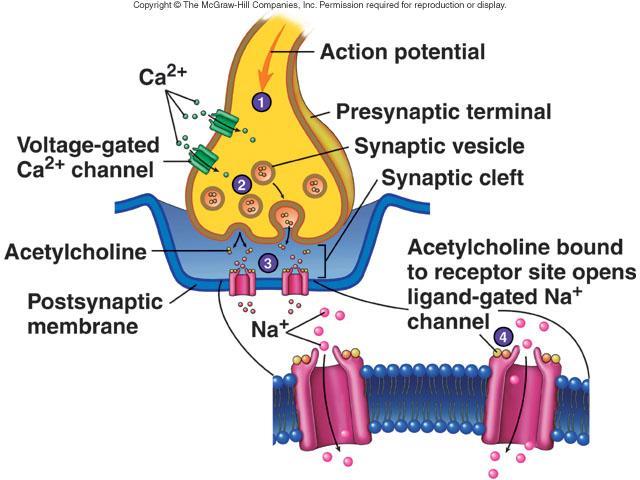 Chemical Synapses Components Presynaptic terminal Synaptic cleft Postsynaptic membrane Neurotransmitters released by