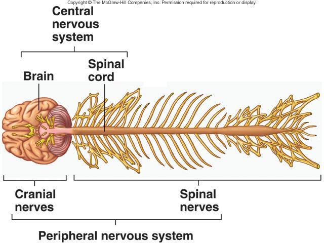 Central Nervous System Consists of Brain Located in cranial vault of skull Spinal cord