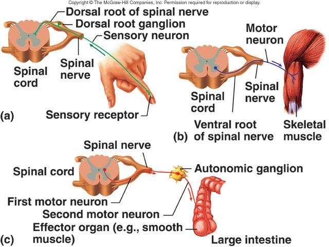 Peripheral Nervous System Two subcategories Sensory or afferent Motor or efferent Divisions