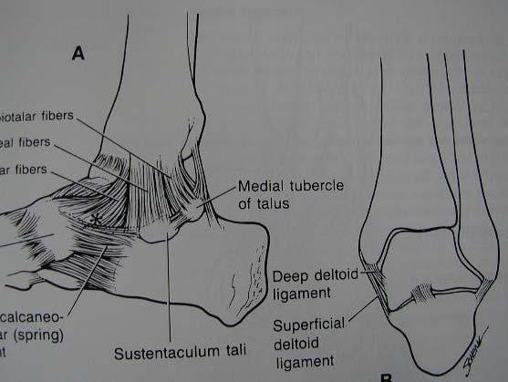 Ankle fractures General Deltoid