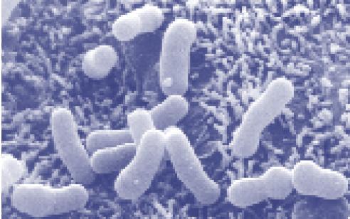 Adhesion of Bifidobacterium lactis HN019 to human intestinal Bacterial PROBIOTICS Decrease gut permeability to pathogenic bacteria Increase NK cells Increase macrophage activity