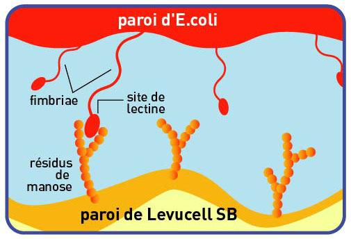 S. Boulardii S.boulardiibinds Escherichia coli(epec) and Salmonella. Undesirable bacteria are then eliminated in the stools. S. c. boulardii cell wall Adherence of flagellate pathogen to S.