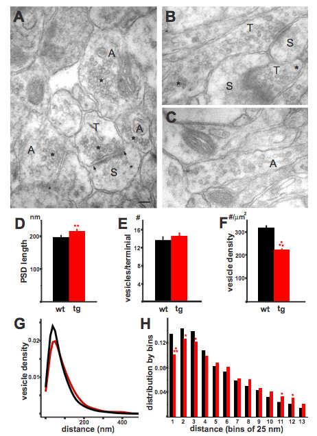 synuclein over-expression 2-3-fold inhibits SV exocytosis reserve pool