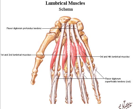 Note: All the muscles of the hand are supplied by ulnar nerve Except for five muscles that are supplied by median nerve.