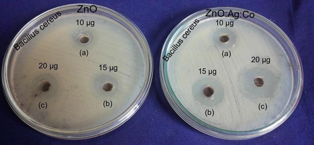 3.4 Antibacterial activities The zone of inhibition observed for the undoped, and Ag+Co doped ZnO nanopowders against Bacillus cereus (Gram positive) bacteria are shown in Fig. 1.3. The inhibition zone is measured for three different concentrations of samples viz.