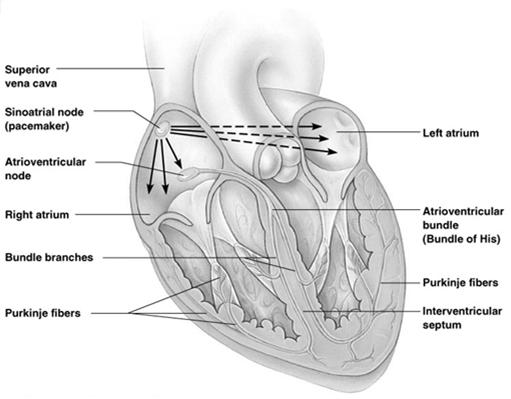 Parts of Conduction System Atrioventricular bundle AV bundle Located in interventricular septum Passes wave impulse to Right & Left Bundle branches Located in interventricular septum Pass wave