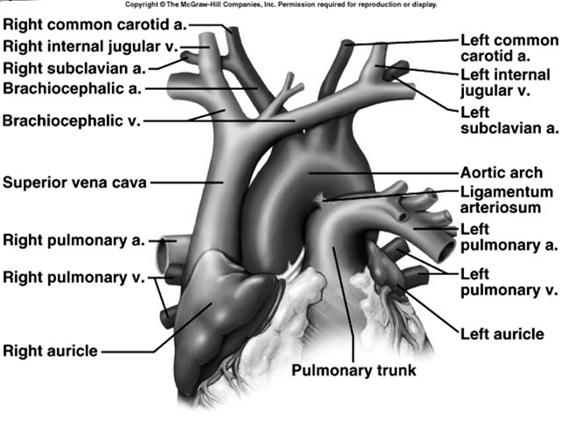 Vessels of Arterial System Ascending aorta 1 st part leaving heart Aortic arch curved area w/other arteries Brachiocephalic artery carries blood to R. arm & R.