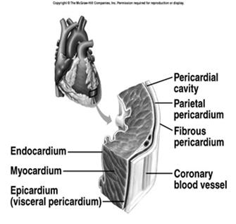 Heart Wall 3 layers Epicardium Outermost layer of heart Visceral pericardium Myocardium Middle layer Cardiac muscle Endocardium _ Heart Chambers Right & left side act as separate pumps 4 chambers