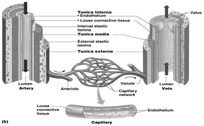 The Vascular System Walls