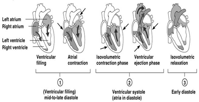 Cardiac Cycle The myocardial contractions (systolic & diastolic) that makes up a complete heart beat.
