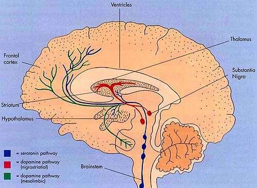 Dopaminergic Circuits Mesolimbic pathway: project from the ventral tegmental area (VTA) to the cerebral cortex, nucleus accumbens, and the hippocampus.