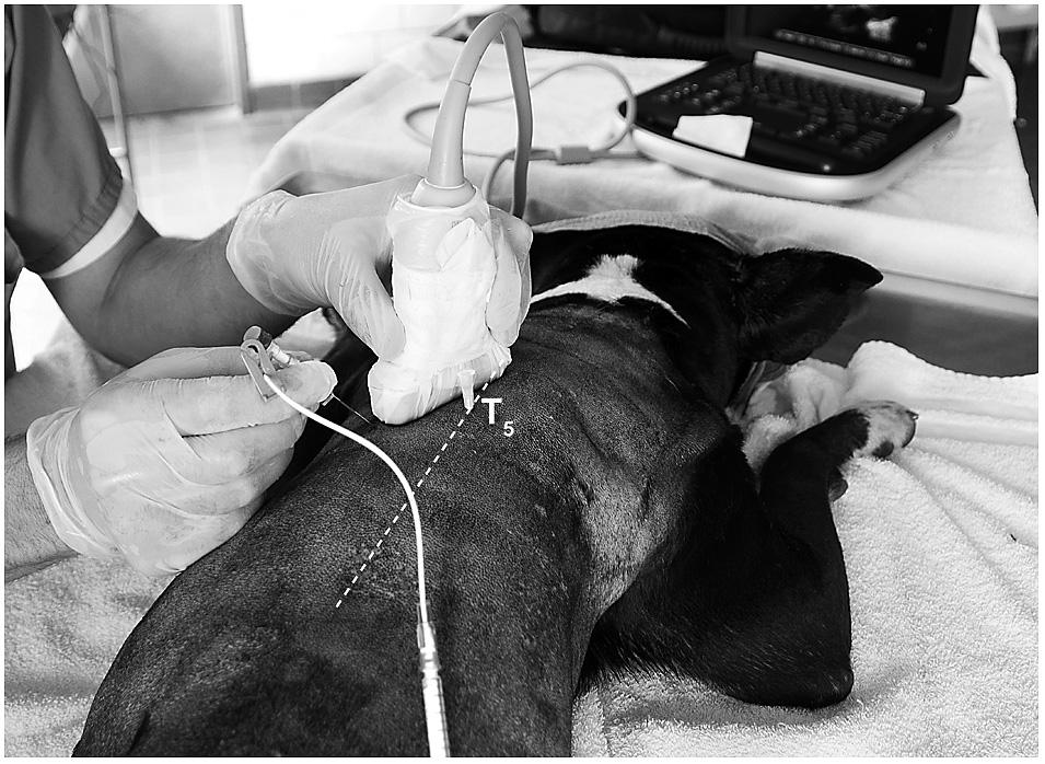 radiographic evidence of the multisegmental spread of contrast solution was observed in dogs when the technique was guided by electrostimulation (Portela et al. 2012).