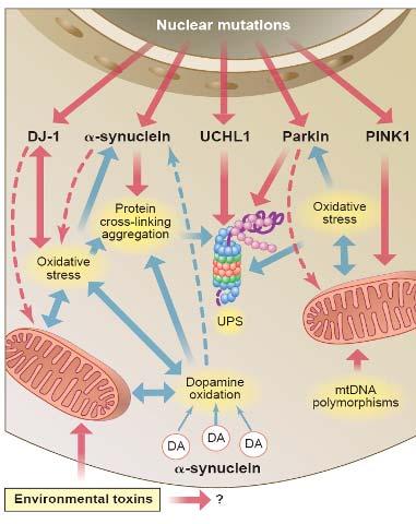 PD-Pathogenesis Mitochondrial complex I dysfunction Oxidative stress Iron
