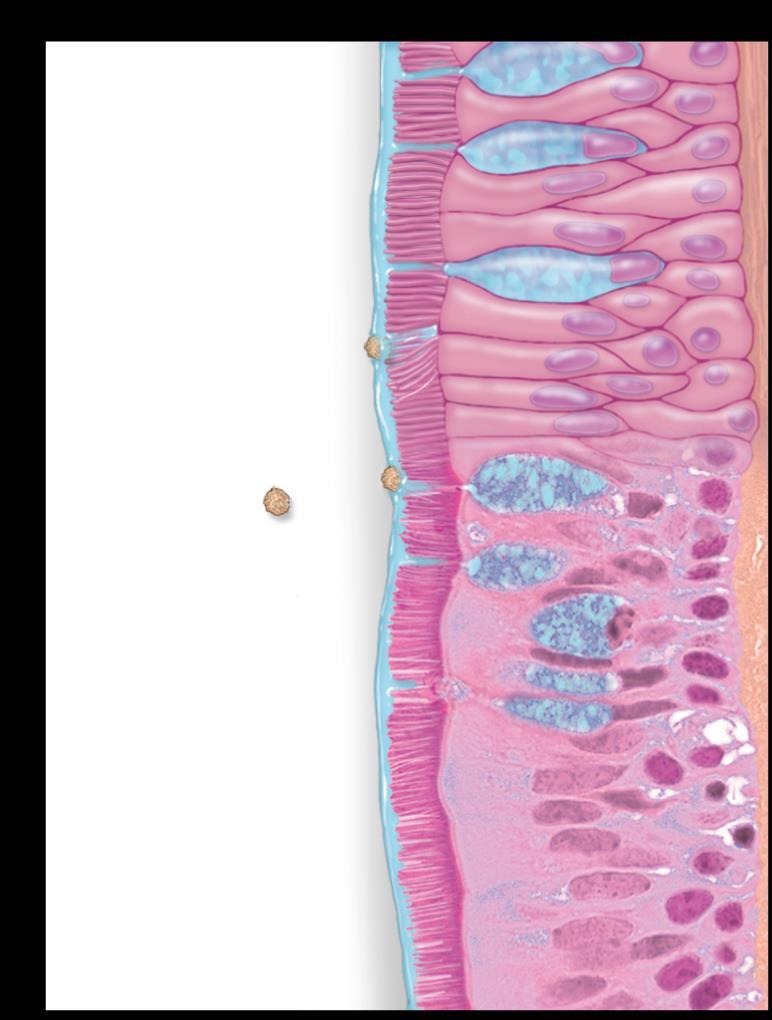 10.3 The Lower Respiratory Tract The trachea cilia goblet cell epithelial cell particle