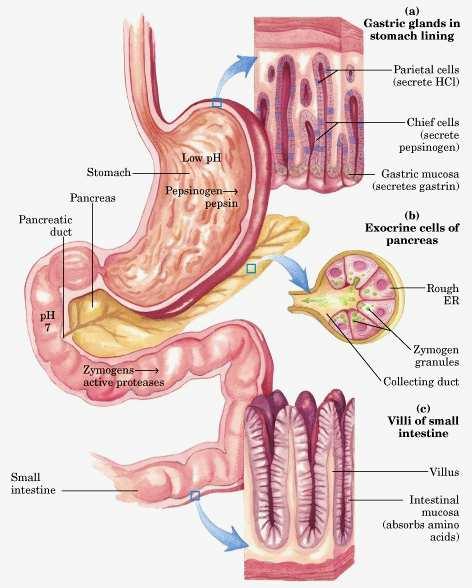 Enzymatic digestion of dietary proteins in gastrointestinal-tract. Amino acid Catabolism Amino acids: 1. There are 20 different amino acid, they are monomeric constituents of proteins 2.