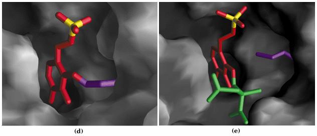 Enzyme-bound (d) and amino acid-bound PLP In 3D structural model Pyridoxal phosphate as carrier of amino group (a) and it s enzyme-bound form (b) through Schiff s base Oxidative deamination: In liver