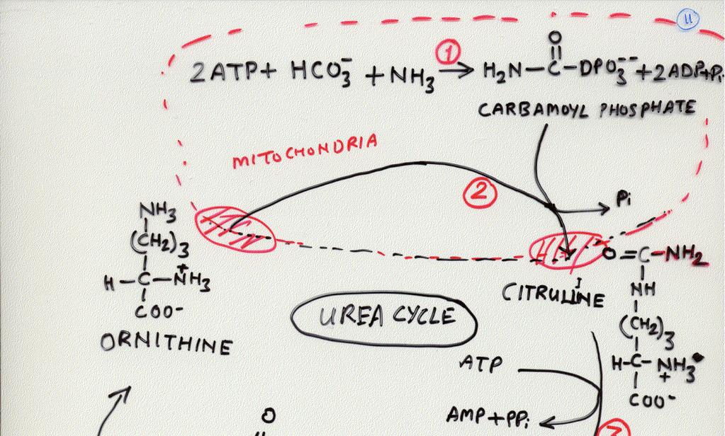 Interaction of Urea Cycle and Citric Acid