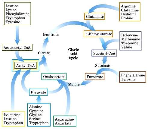 Regulation of urea cycle: 1.