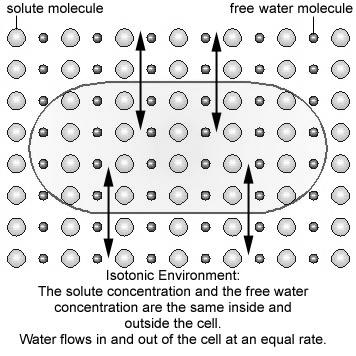 Isotonic Isotonic fluids = same osmolality as plasma