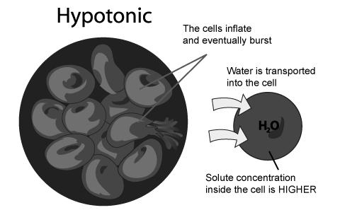 Hypotonic Fluids 5% dextrose in water (D5W) 0.45% saline (1/2 NS) 0.