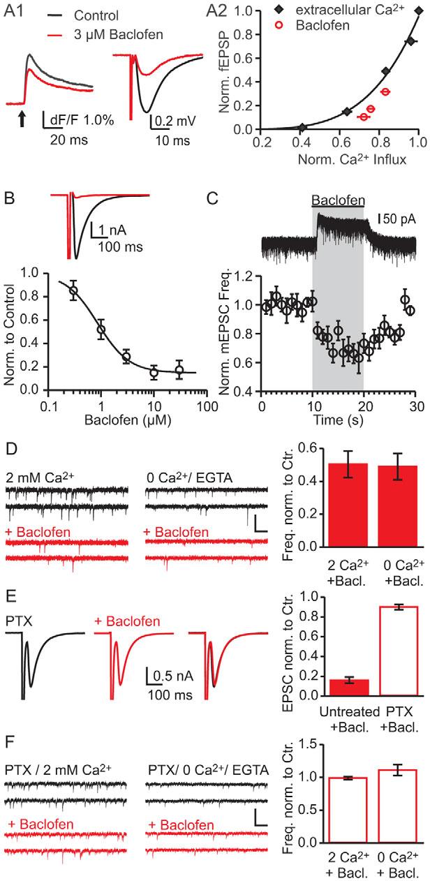 2 124 (0) Results Activation of GABA B Rs increases the energy barrier for vesicle fusion In order to assess the involvement of VDCCs in GABA B R- mediated modulation of transmission, we monitored