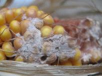 : - Fig 1- Infected corn samples Potato Dextrose Agar