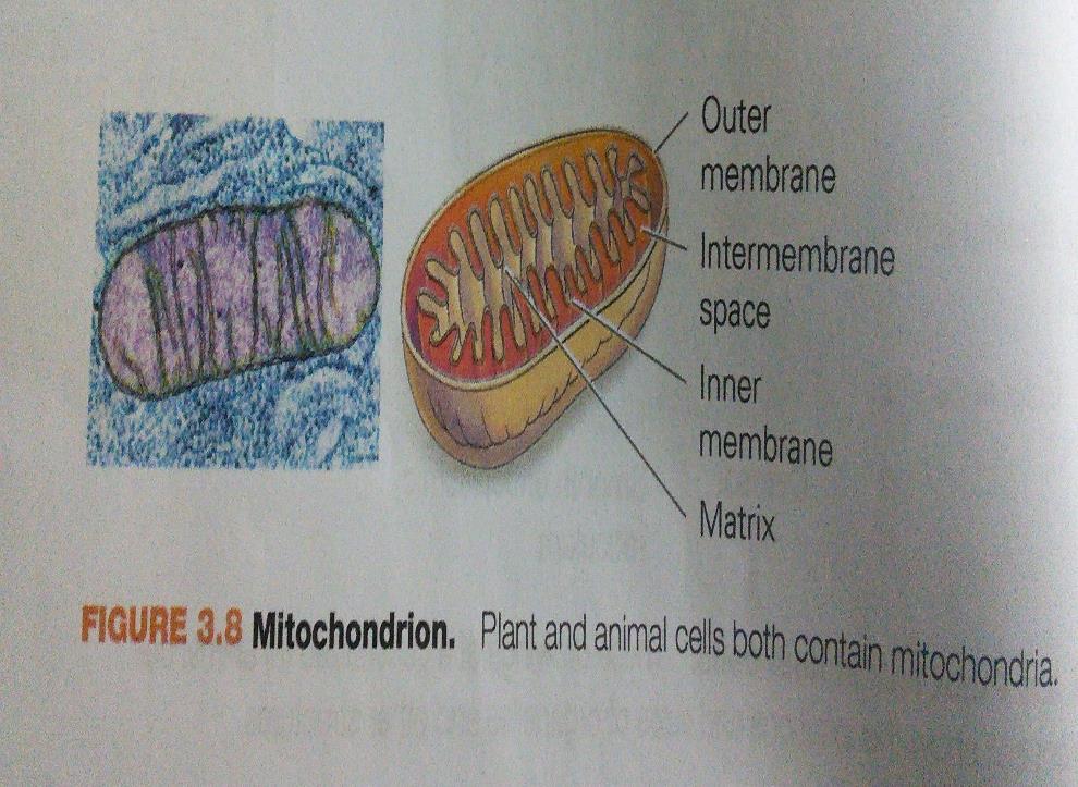Cell Structure: Mitochondrion Found in plant and animal cells. Mitochondria produce energy.