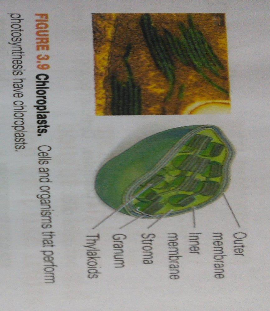 Cell Structure: Chloroplast Found in plant cells.