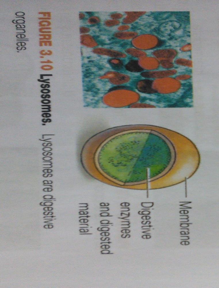 Cell Structure: Lysosome A lysosome has digestive enzymes that degrade proteins, carbohydrates,