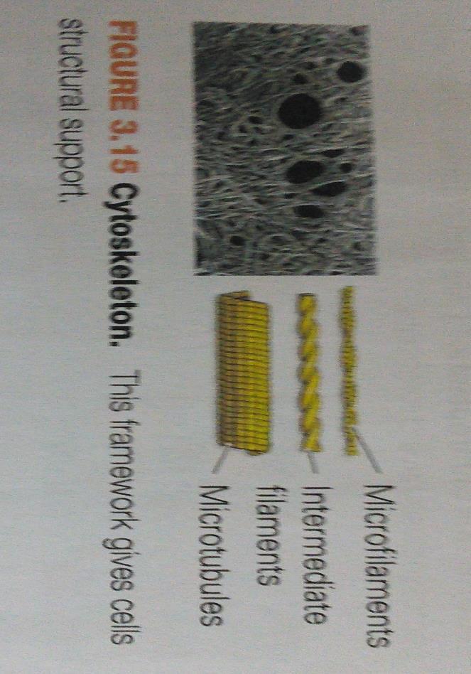 Cell Structure: Cytoskeletal Elements Cytoskeletal elements are protein fibers in the