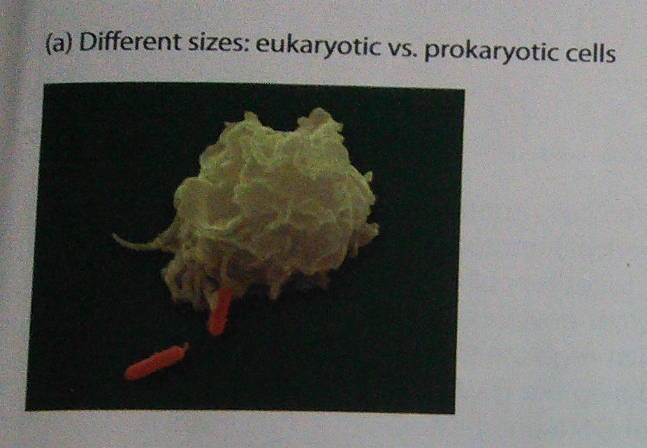 Prokaryotic Cell vs.