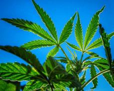 Food and Drug Administration (FDA) has not recognized or approved the marijuana plant as medicine.