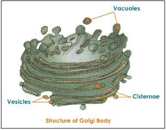 8. Golgi Complex (Apparatus) Packages Proteins made by ribosomes Sends proteins to final