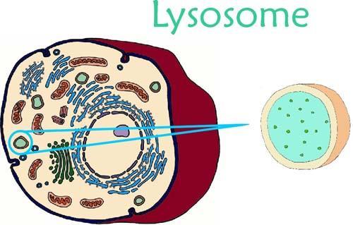 9. Lysosome Contain enzymes