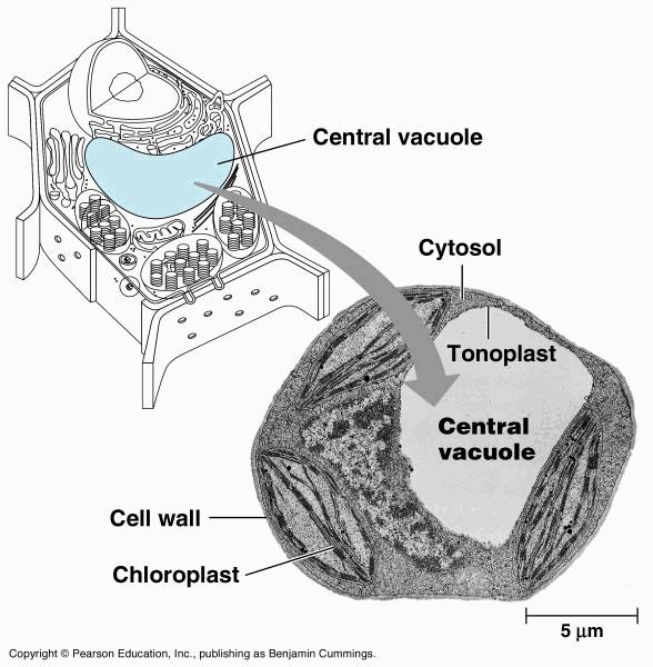 10. Vacuole / vesicle Storage of water, food, enzymes, waste