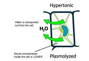 2) Hypertonic Solution (high solute) There is more solute outside