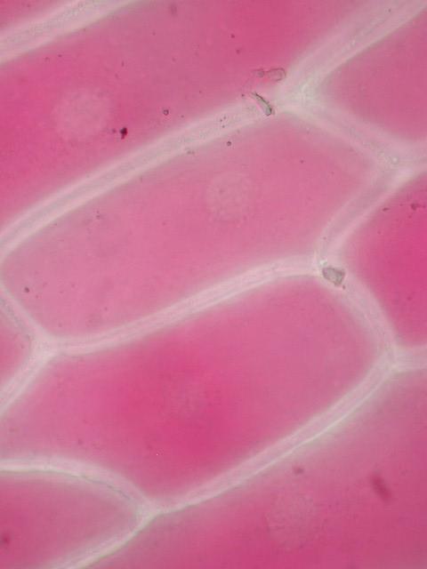 Red Onion Cells Be able to label: