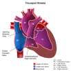 DUCTAL DEPENDENT LESIONS PULMONARY BLOOD FLOW CRITICAL PS PULMONARY ATRESIA (PAT) TOF WITH PS