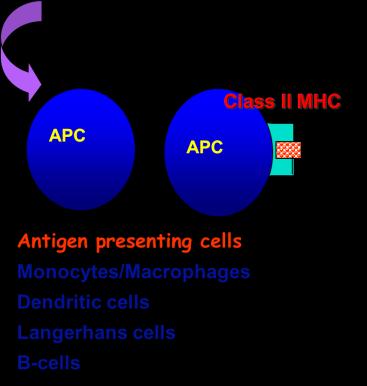 T helper (CD4) cells recognize antigens in association with class II MHC proteins.