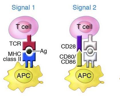 there any possibility for T- cells to