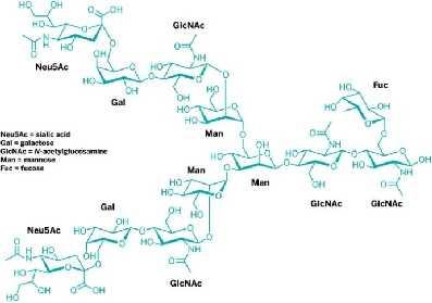 The oligosaccharides are polymers of a small number of monosaccharides For example: