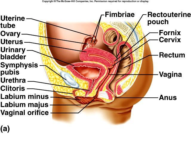 23. Locate each of the following female reproductive organs on the diagram below, describe the structure of each organ, and discuss the major function of each organ: ORGAN STRUCTURE FUNTION Ovaries