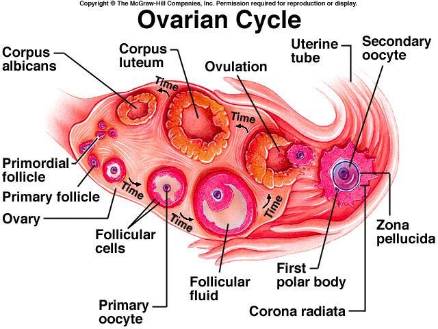 Uterus muscular (smooth) organ that houses developing embryo, fetus 3 layers houses developing embryo/fetus Cervix lower one-third of uterus Pap smear location Vagina passageway from cervix to