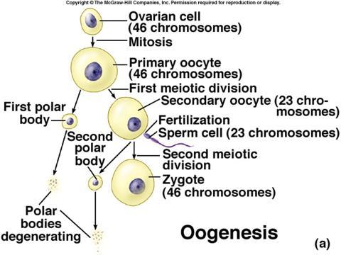 25. Discuss the sequence of events involved in oogenesis. Be sure to include chromosome # and number of each cell produced.