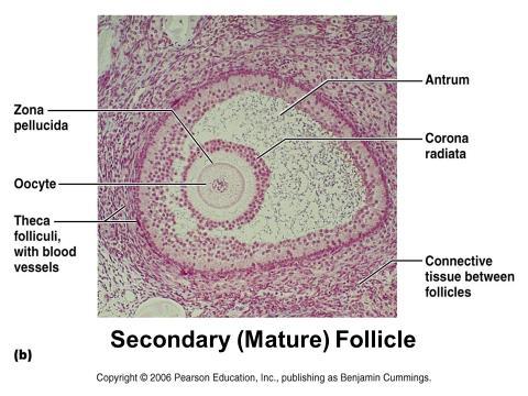 27. Describe the events involved in maturation of an ovarian follicle each month. Label the components of the secondary follicle below.