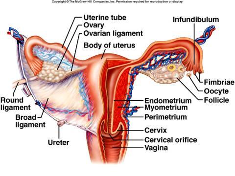 30. Name the female reproductive organ containing fimbriae and cilia, and review its location in the diagram below. Uterine Tubes (Fallopian Tubes, Oviducts) 31.