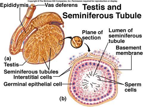 9. Describe the microscopic structure of the testes, label the major structures in the diagram below, and explain where spermatogenesis and androgen production occurs.