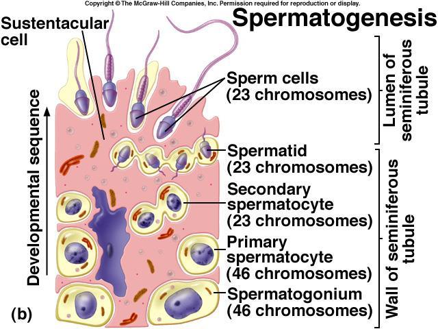 10. List and describe the sequence of events involved in spermatogenesis, beginning with a spermatogonium and ending with mature sperm cells.