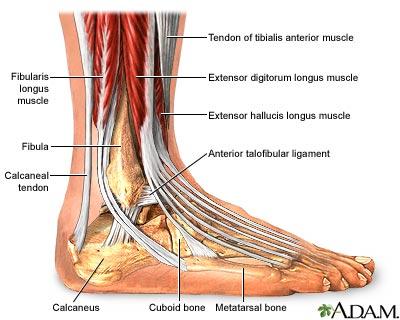 ANATOMY OF ANKLE AND FOOT Lateral aspect: [Dorsal medial to lateral= dorsal under extensor retinaculum] Tibialis Anterior EHL Artery [Dorsal